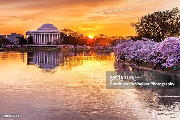 cherry blossom sunrise - jefferson monument stock pictures, royalty-free photos & images