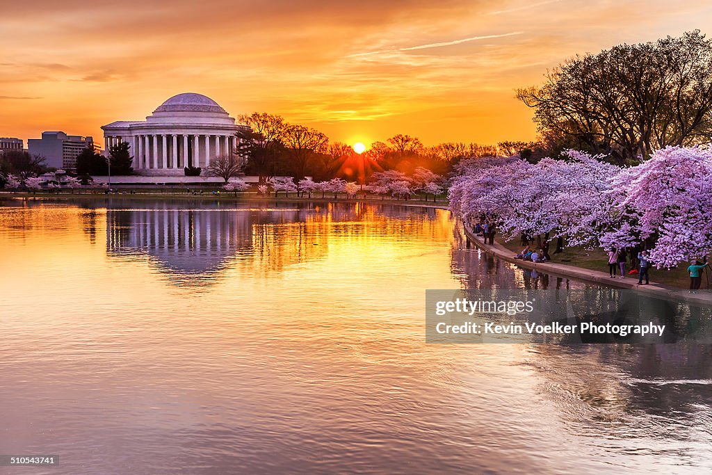 Cherry blossom sunrise