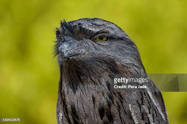 tawny frogmouth - peta jade stock pictures, royalty-free photos & images