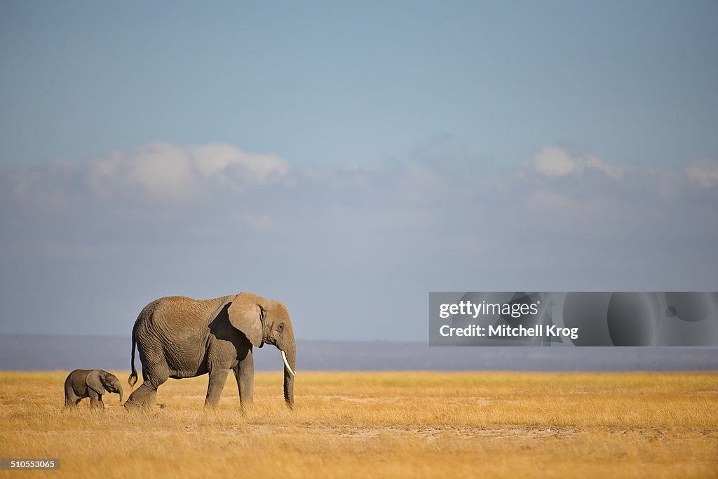 Elephant and Calf at Amboseli, Kenya