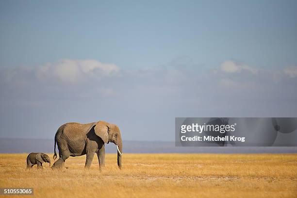 elephant and calf at amboseli, kenya - elephant calf stock pictures, royalty-free photos & images