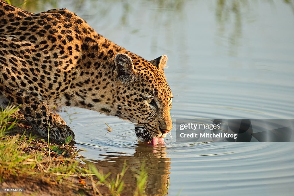 Leopard drinking water at sunrise