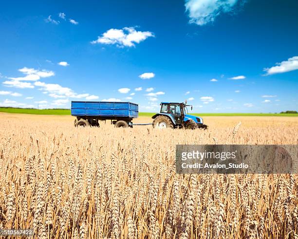 trattore rimorchio in campo di grano - tractor foto e immagini stock