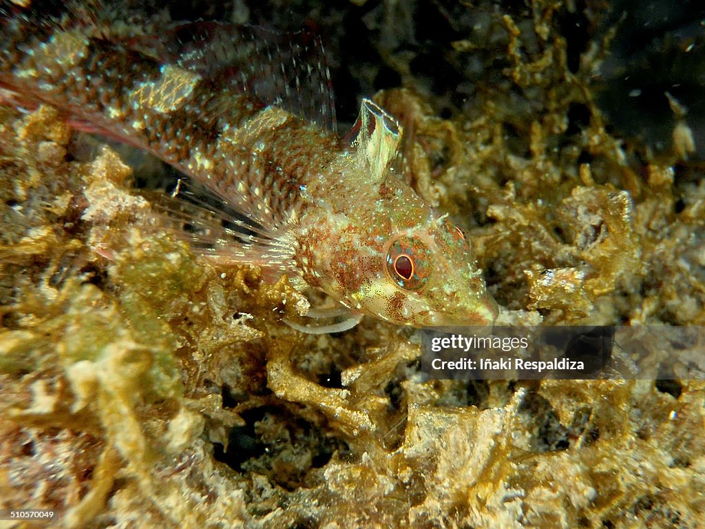 Black faced blenny