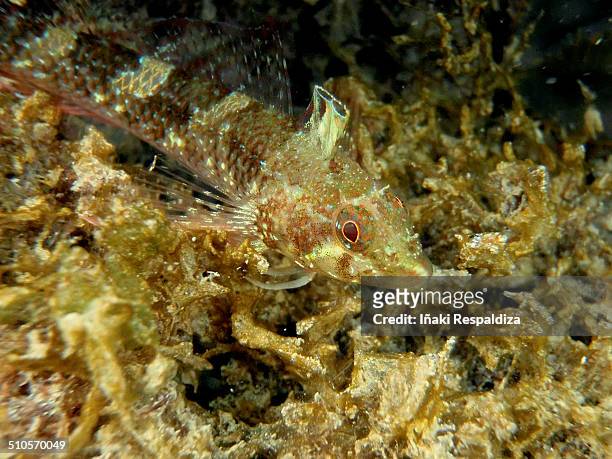 black faced blenny - iñaki respaldiza stock pictures, royalty-free photos & images