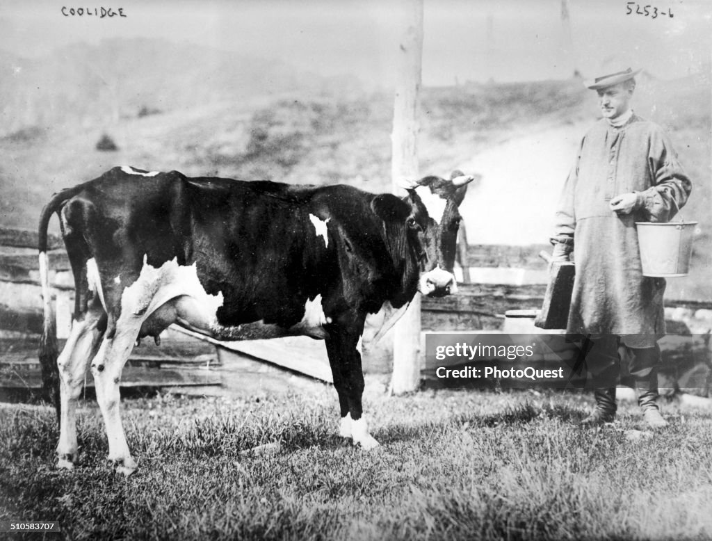 Coolidge & Cow