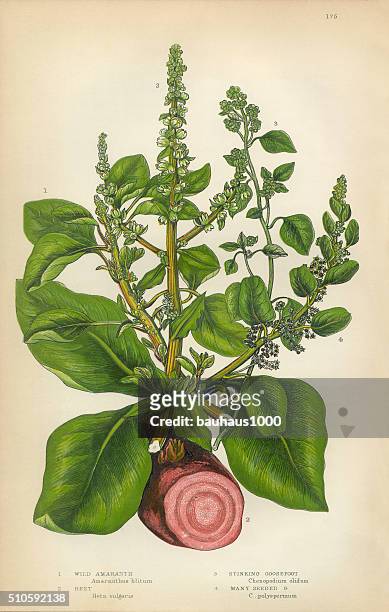 amaranthrot und wurzelgemüse, rote bete, sich, quinoa chenopodium, viktorianischen botanischen illustrationen - amarant stock-grafiken, -clipart, -cartoons und -symbole