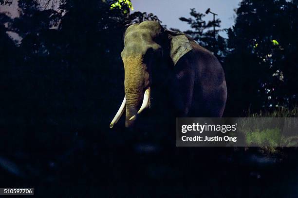 asian elephant at night - night safari stock pictures, royalty-free photos & images