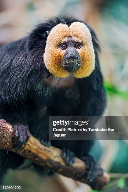 male white-faced saki - white faced saki monkey stock pictures, royalty-free photos & images