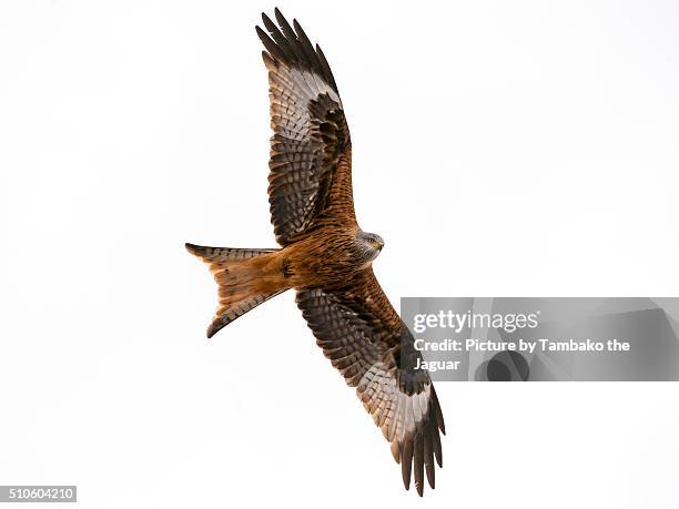 flying red kite - rotmilan stock-fotos und bilder