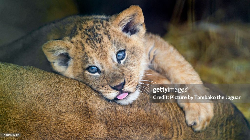 Lion cub on mom's back
