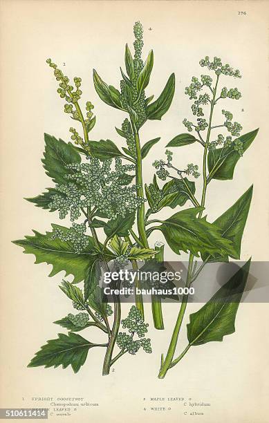 stockillustraties, clipart, cartoons en iconen met quinoa, goosefoot, amaranth, root, beet, chenopodium, victorian botanical illustration - quinoa