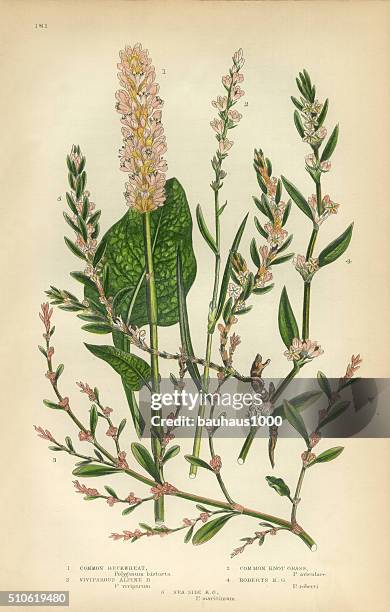 buckwheat, knot grass, sorrel, rhubarb, victorian botanical illustration - buckwheat isolated stock illustrations