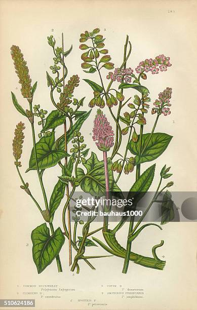 stockillustraties, clipart, cartoons en iconen met buckwheat, persecaria, smartweed, knot grass, sorrel, rhubarb, victorian botanical illustration - rabarber