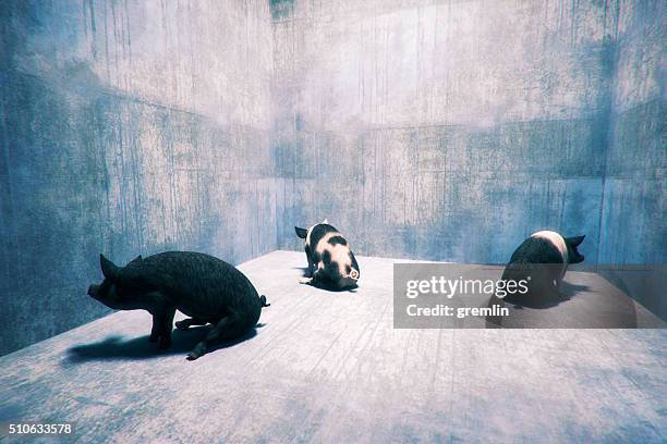 three pigs sitting in corners - pig back stock pictures, royalty-free photos & images