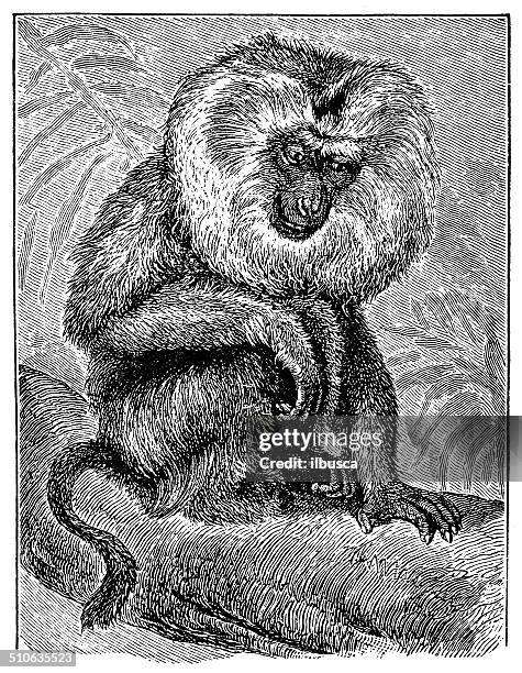 antique illustration of lion-tailed macaque (macaca silenus), or the wanderoo - macaque stock illustrations