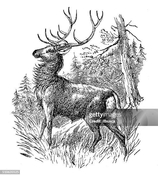 stockillustraties, clipart, cartoons en iconen met antique illustration of elk or wapiti (cervus canadensis) - elk