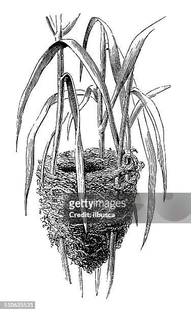antikes illustration von reed grasmückenartige (acrocephalus scirpaceus) nest - schilf stock-grafiken, -clipart, -cartoons und -symbole