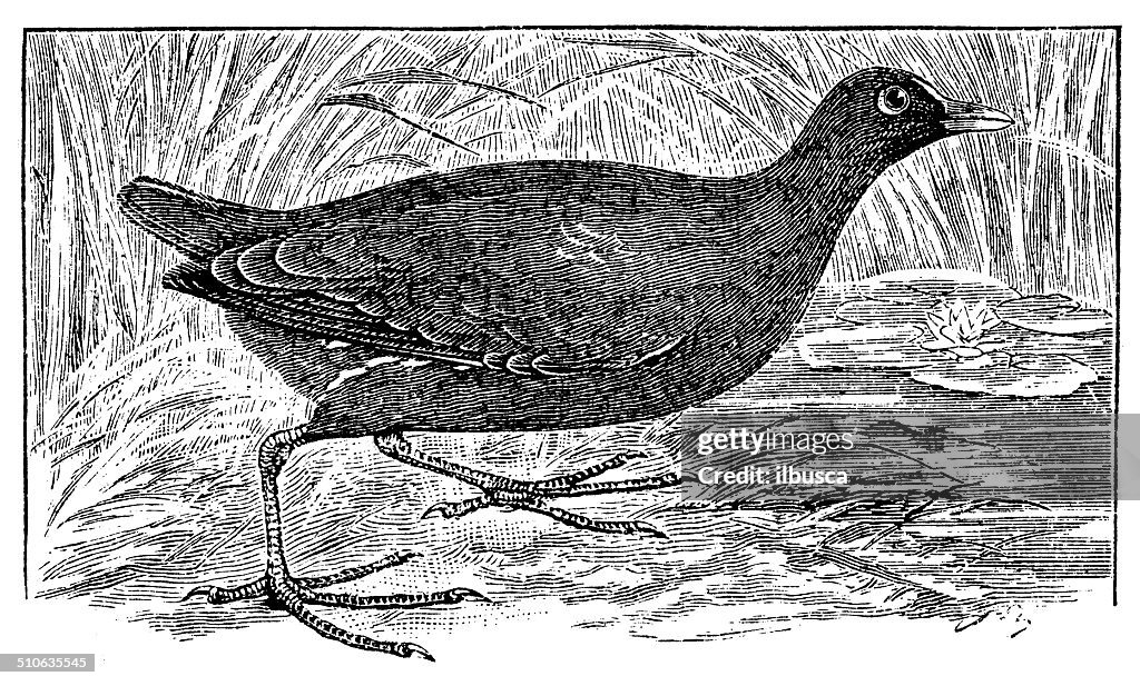 Antique illustration of common moorhen (Gallinula chloropus)