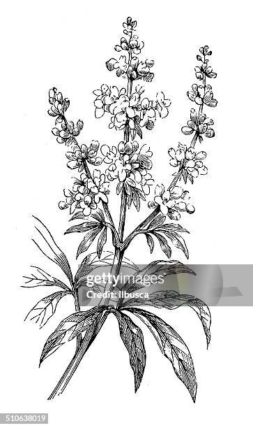 antique illustration of vitex agnus-castus (vitex, chaste tree, chasteberry) - vitex agnus castus stock illustrations