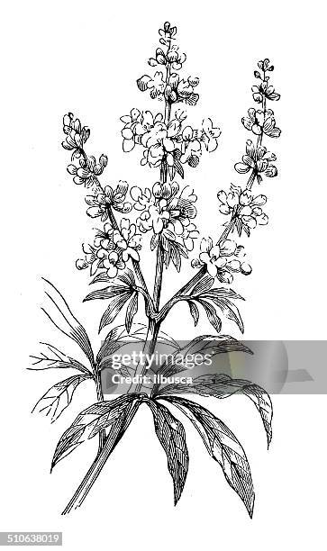 antique illustration of vitex agnus-castus (vitex, chaste tree, chasteberry) - purity stock illustrations