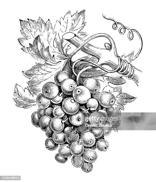stockillustraties, clipart, cartoons en iconen met antique illustration of vine (vitis vinifera) - grapes on vine