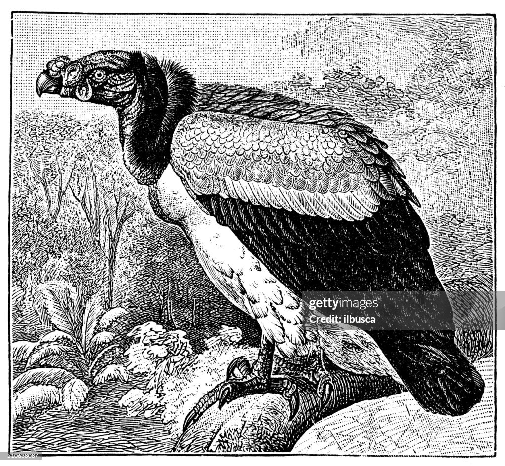 Antique illustration of king vulture (Sarcoramphus papa)