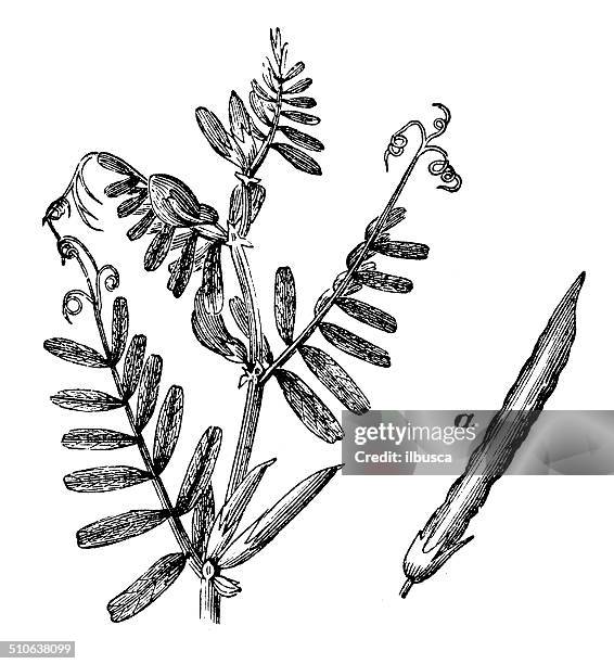 antikes illustration vicia sativa (vetch) - pferdebohne stock-grafiken, -clipart, -cartoons und -symbole