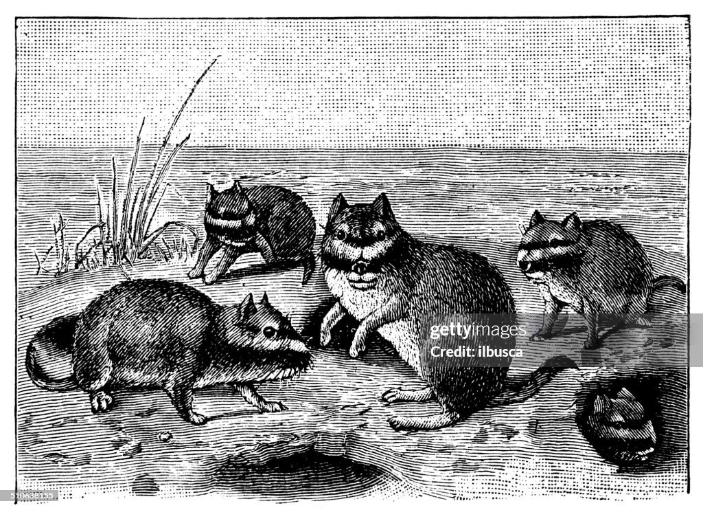 Anticuario ilustración de plains viscacha o plains vizcacha (Lagostomus maximus)