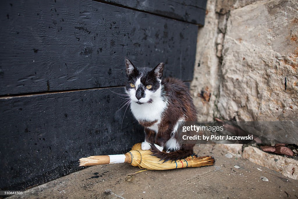 Harbor cat