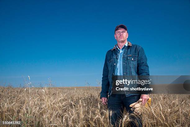 blue collar farmer in a farm wheat field - concerned farmers stock pictures, royalty-free photos & images