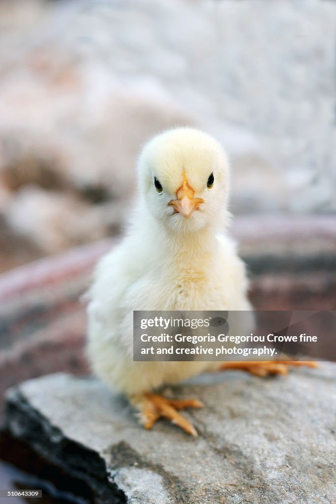 Small chick on a rock