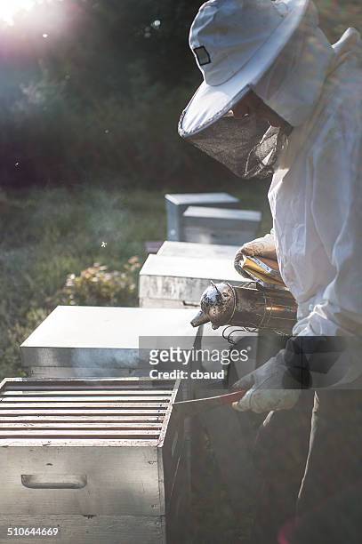 apiculteur enfumant une ruche - apiculteur fotografías e imágenes de stock