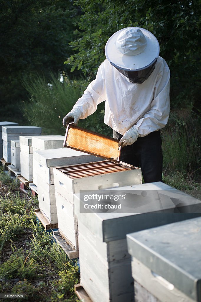 Apiculteur sortant un cadre d'une ruche