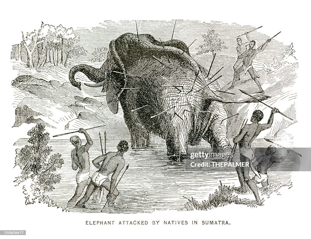 Elephant attacked engraving