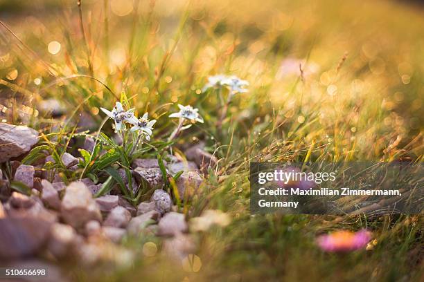 edelweiss (leontopodium alpinum) - edelweiss stock pictures, royalty-free photos & images