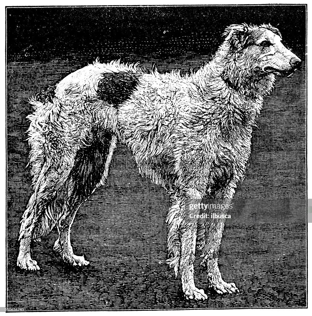 Antique illustration of Wolfhound or Borzoi