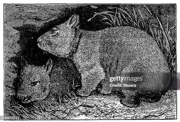 antique illustration of wombat - wombat white background stock illustrations