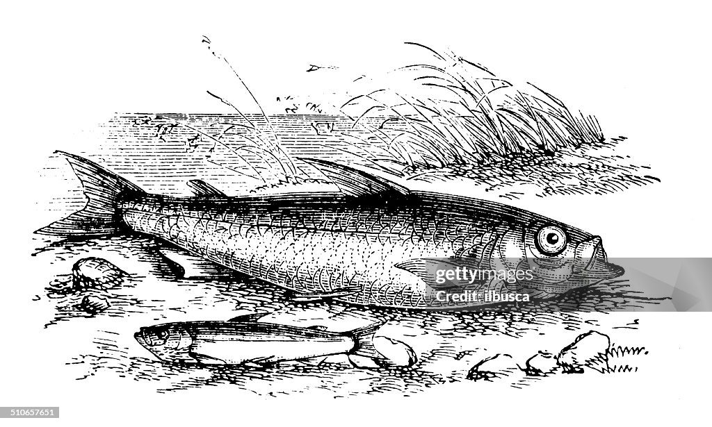 Antique illustration of Coregonus vandesius (vendace)