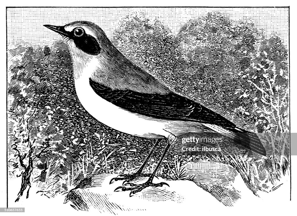 Antique illustration of northern wheatear or wheatear (Oenanthe oenanthe)