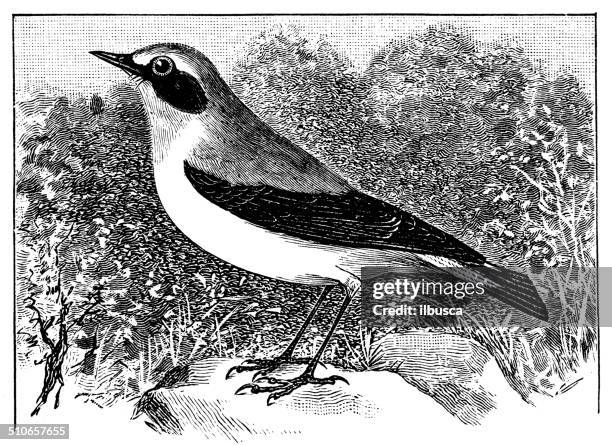 antique illustration of northern wheatear or wheatear (oenanthe oenanthe) - thrush stock illustrations