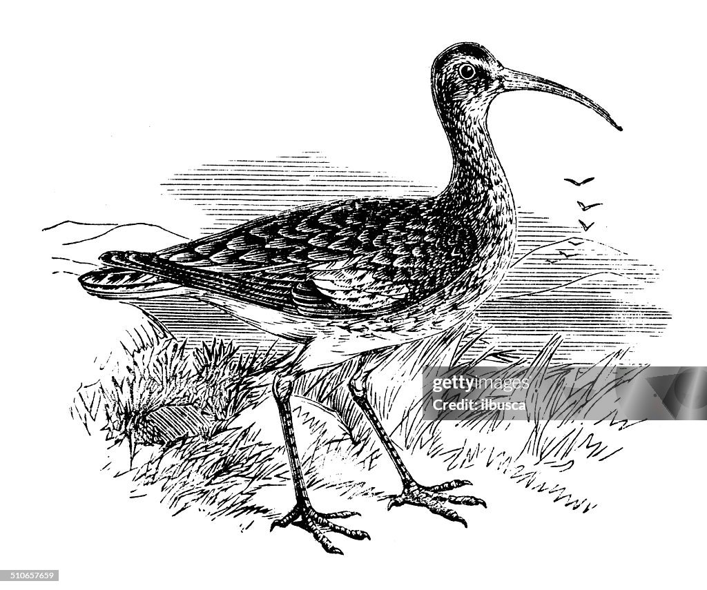 Antique illustration of whimbrel (Numenius phaeopus)