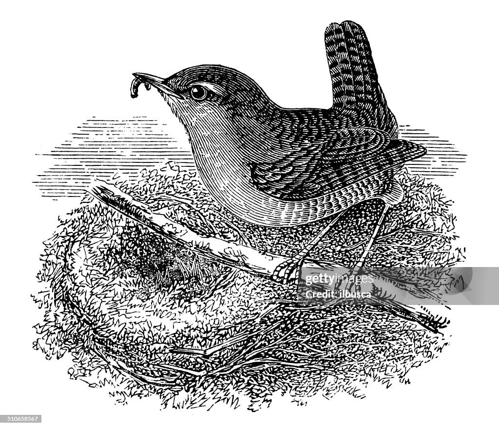 Antique illustration of wren in nest