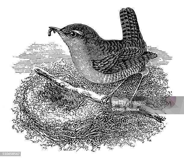 antique illustration of wren in nest - wren stock illustrations