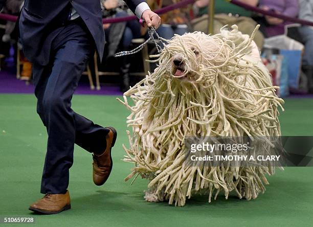 Komondor is seen in the judging ring February 16, 2016 in New York during Day Two of competition at the Westminster Kennel Club 140th Annual Dog...