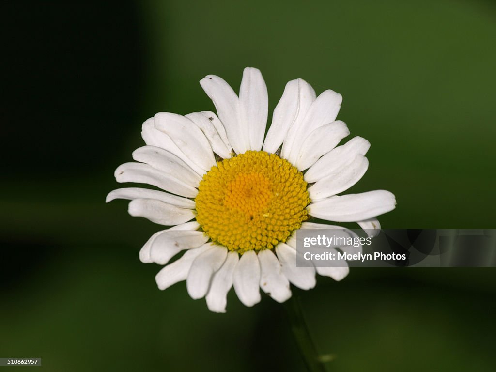 Single Flower-Oxeye Daisy