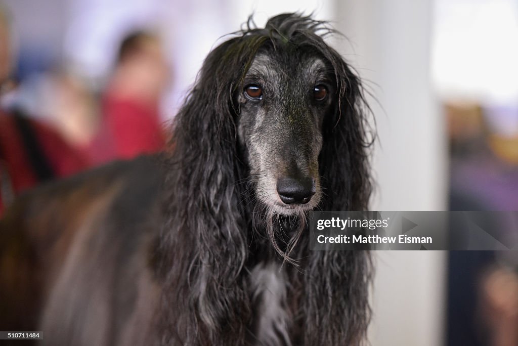 2016 Westminster Kennel Club Dog Show