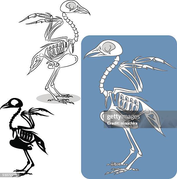 ilustraciones, imágenes clip art, dibujos animados e iconos de stock de pájaro del esqueleto - esqueleto de animal