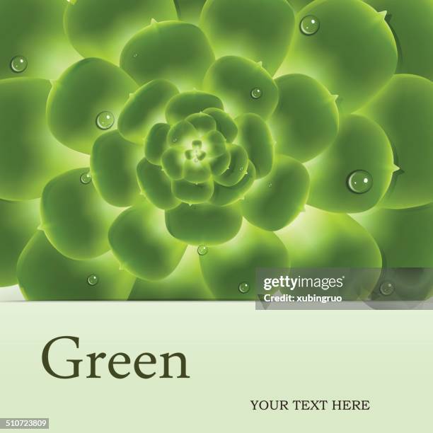 houseleek - leaf epidermis stock illustrations