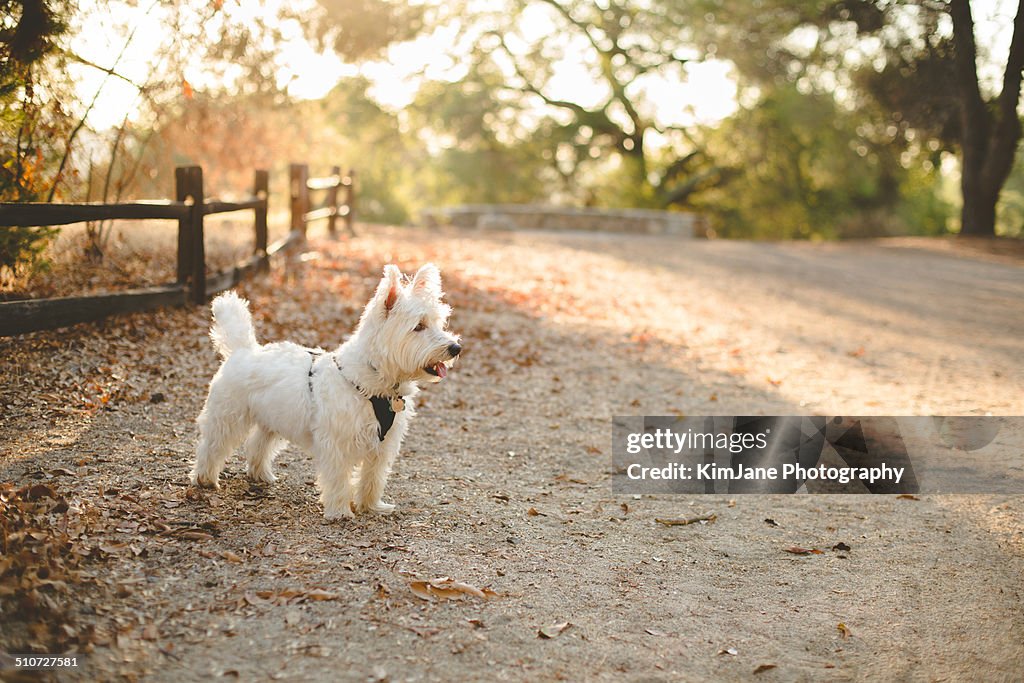 West Highland White Terrier in woods backlit